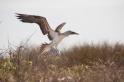 095 Blue-footed booby 13